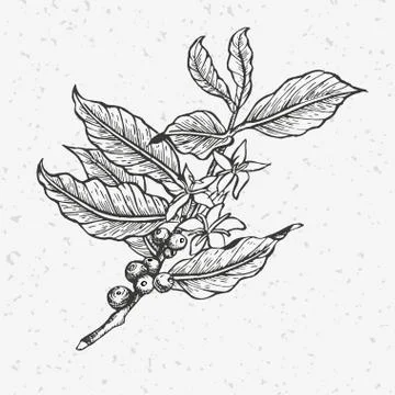 Coffee tree illustration. Stock Illustration
