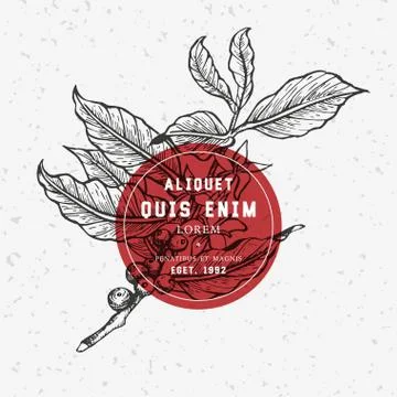 Coffee tree illustration. Stock Illustration