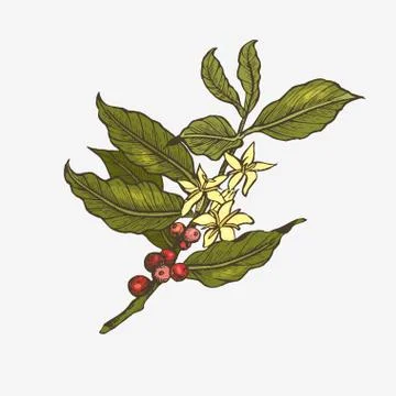Coffee tree illustration. Stock Illustration