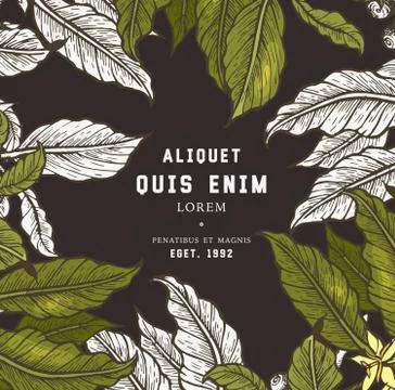 Coffee tree illustration. Stock Illustration