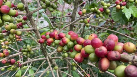 A coffee tree laden with fruit Stock-Footage 346837532