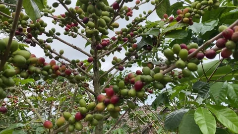 A coffee tree laden with fruit Stockbeeldmateriaal 346837547