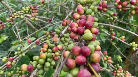 A coffee tree laden with fruit Stockbeeldmateriaal 346837554