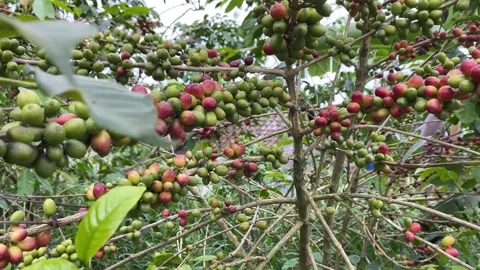 A coffee tree laden with fruit Видео 346837556