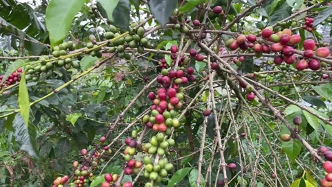 A coffee tree laden with fruit Stockbeeldmateriaal 346837565