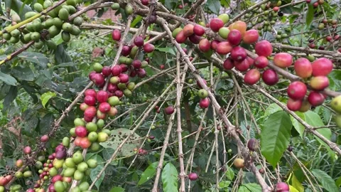 A coffee tree laden with fruit Stockbeeldmateriaal 346837583
