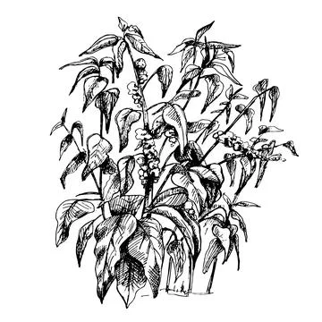 Coffee tree with leaf and berry. Vintage vector hatching Stock-Illustration