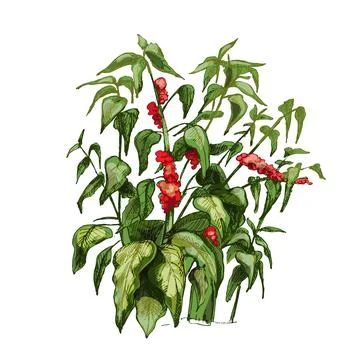 Coffee tree with leaf and berry. Vintage vector hatching Stock-Illustration