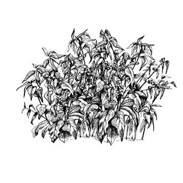 Coffee tree with leaf and berry. Vintage vector hatching Stock Illustration