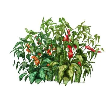 Coffee tree with leaf and berry. Vintage vector hatching Stock Illustration