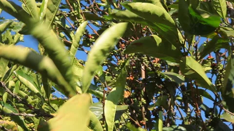 Coffee tree leaves Stock-Footage 47797687