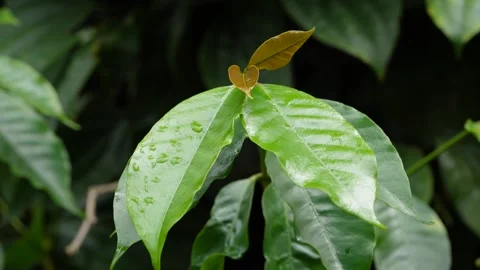 Coffee tree leaves growing, super close up view Stock Footage 259598642
