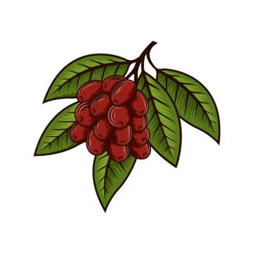 Coffee Tree Logo design vector illustration. Coffee Tree Logo vector design c Ilustración de archivo