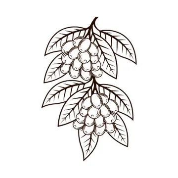 Coffee Tree Logo design vector illustration. Coffee Tree Logo vector design c Stock-Illustration