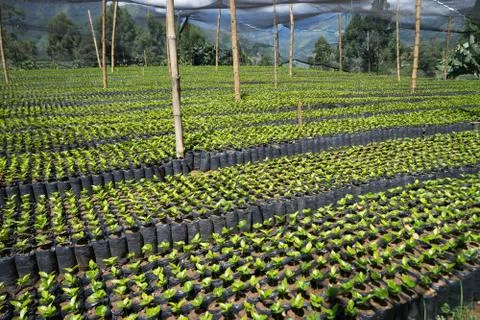 Coffee tree nursery Stock Photos