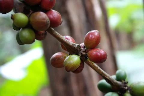 Coffee tree Stock Photos