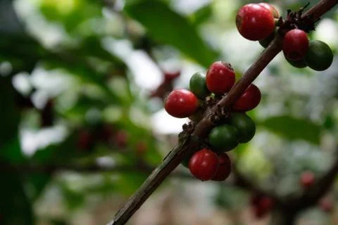 Coffee tree Stock Photos