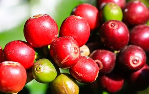 Coffee tree Stock Photos