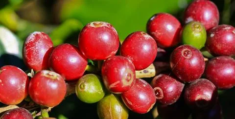 Coffee tree Stock Photos