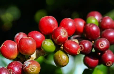 Coffee tree Stock Photos