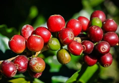 Coffee tree Stock Photos