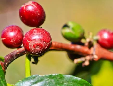 Coffee tree Stock Photos