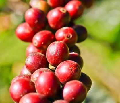 Coffee tree Stock Photos