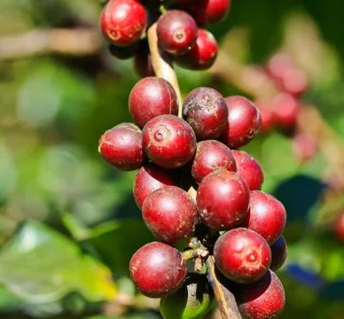 Coffee tree Stock Photos