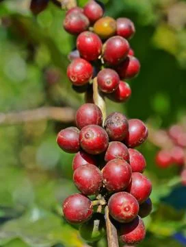 Coffee tree Foto stock