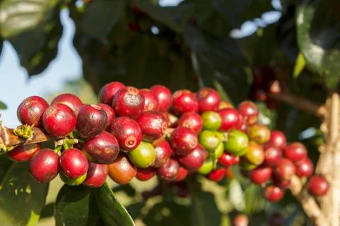 Coffee tree Foto stock