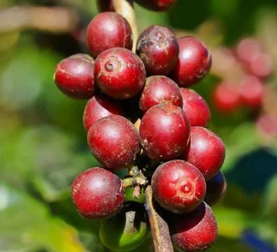 Coffee tree Foto stock
