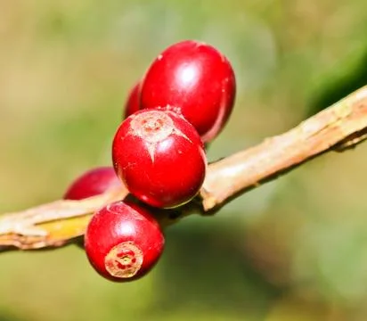 Coffee tree Stock Photos