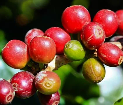 Coffee tree Stock Photos