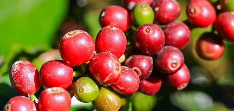 Coffee tree Stock Photos