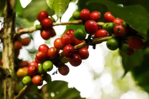 Coffee tree Stock Photos