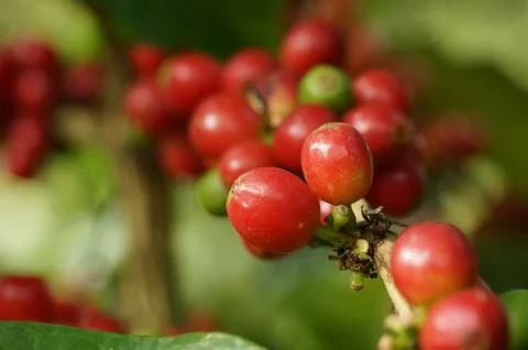 Coffee tree Stock-Fotos