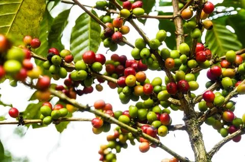 Coffee tree Stock Photos