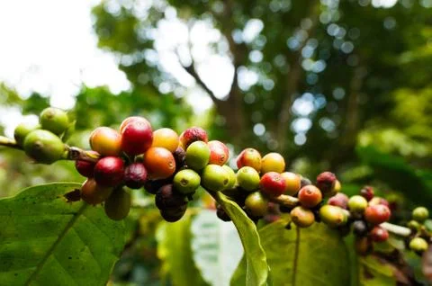 Coffee tree Stock Photos