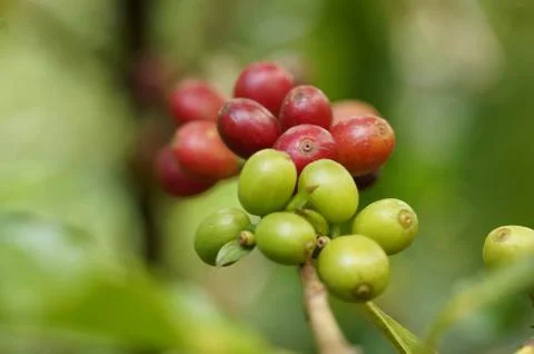 Coffee tree Foto stock