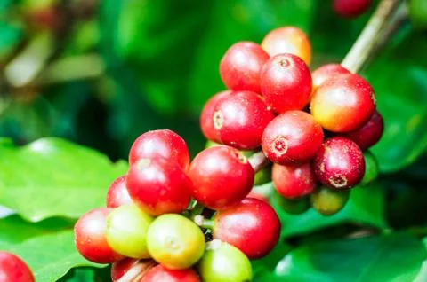 Coffee tree Stock Photos