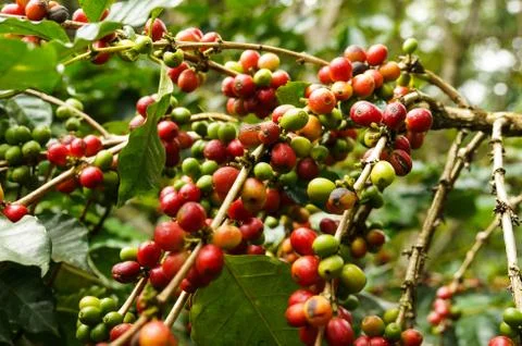 Coffee tree Stock Photos