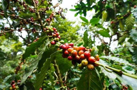 Coffee tree Stock Photos