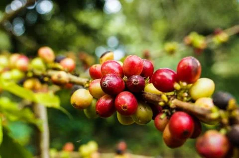 Coffee tree Stock Photos