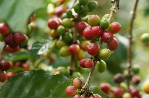 Coffee tree Stock Photos