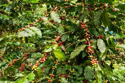 Coffee tree Stock Photos