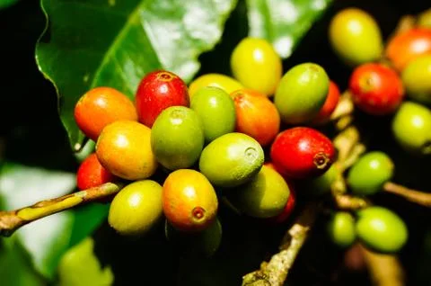 Coffee tree Stock Photos