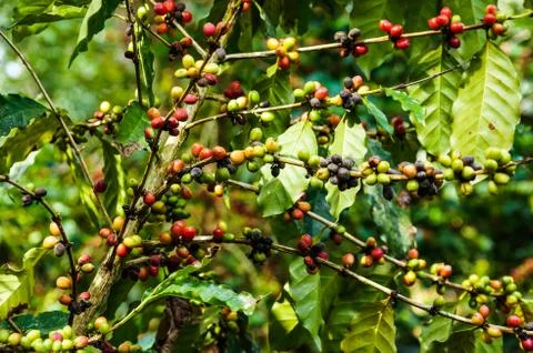 Coffee tree Stock Photos