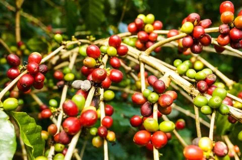 Coffee tree Stock Photos