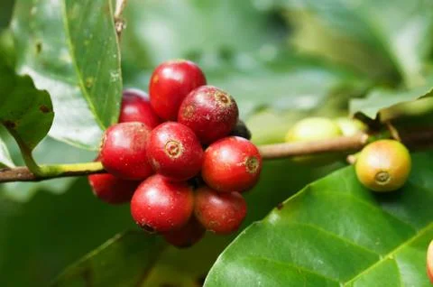 Coffee tree Stock Photos