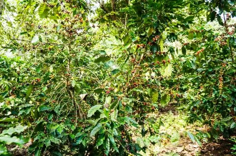 Coffee tree Stock Photos